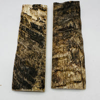 Rams Horn Natural Scale Sets  1/4” x 1 1/2” x 5”