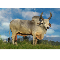 Honey-colored Zebu Ox Horn knife handle scales have warm and inviting tones reminiscent of golden amber, these handles infuse a rustic look into any knife handle. Shows an actual Zebu Ox. 
