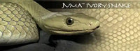 
              Juma Exotic Scales set - 1/4" x 2" x 6"
            