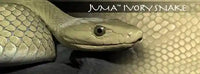 
              Juma Exotic Scales set - 1/4" x 2" x 6"
            