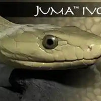 Juma Exotic Scales set - 1/4" x 2" x 6"