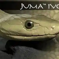Juma Exotic Scales set - 1/4" x 2" x 6"